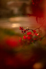 red blossom