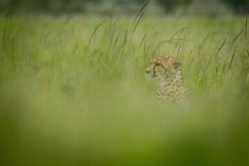 Cheetah sits facing left in blurry grass