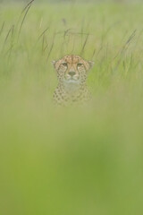 Cheetah sits facing camera in blurred grass
