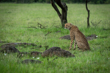 Cheetah sits on rock-strewn grass facing left
