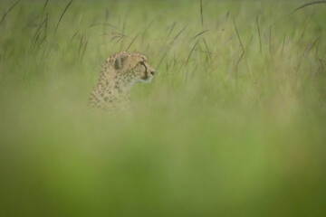 Cheetah sits facing right in blurred grass