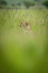 Cheetah sits in profile in blurred grass