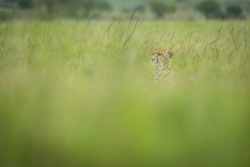 Cheetah sits facing left in blurred grass