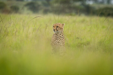 Cheetah sits in blurred grass looking left