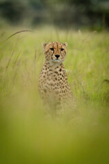 Cheetah sits in blurred grass staring ahead