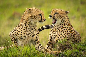 Naklejka na ściany i meble Cheetah lies yawning with another on grass