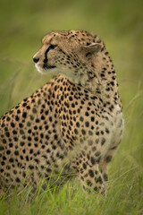 Cheetah sits in long grass looking back