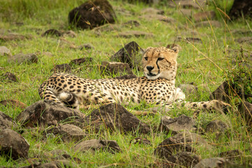 Cheetah lies in rock-strewn grass looking left