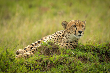 Fototapeta na wymiar Cheetah lies on grassy mound facing right