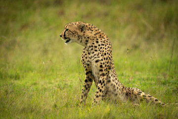 Cheetah sits in long grass facing left