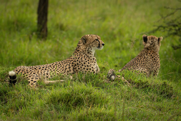 Cheetah lies on grassy mound by cub