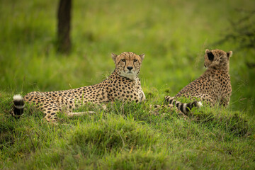 Cheetah lies on grassy mound near cub