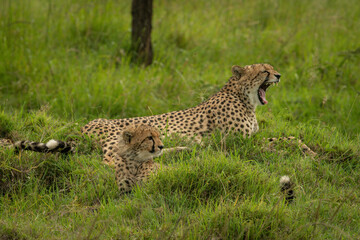 Cheetah lies yawning by cub on grass