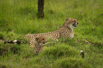 Cheetah lies yawning beside cub on grass