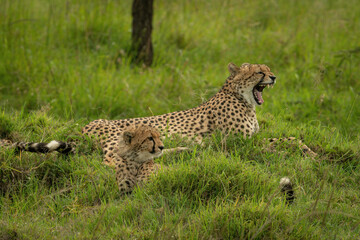 Cheetah lies yawning beside cub in grass