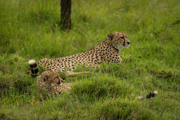 Fototapeta na wymiar Cheetah lies with cub on grassy mound