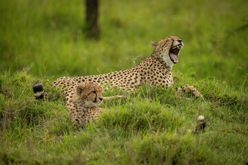 Cheetah lies yawning with cub in grass