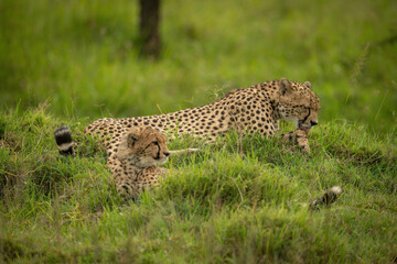 Cheetah lies licking her paw with cub