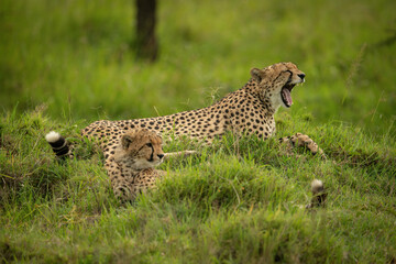 Fototapeta na wymiar Cheetah lies yawning with cub on grass