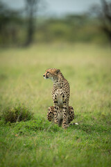 Cheetah sits in short grass facing left