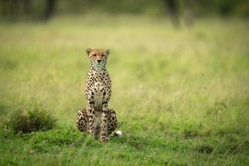 Cheetah sits in short grass staring ahead