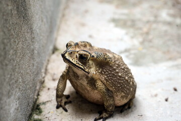 Toad