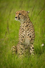 Cheetah sits in tall grass looking left