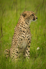 Cheetah sits in tall grass looking right