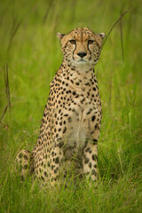 Cheetah sits in long grass facing camera