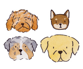 set of dogs breeds head illustration cartoon watercolor Golder retriever, Chihuahua, Cavapoo, Australian Shepherd, 