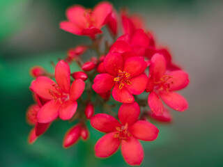 Fototapeta na wymiar red small flowers