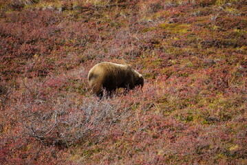 Big brown Bear looking for berries, National Park Denali, Alaska