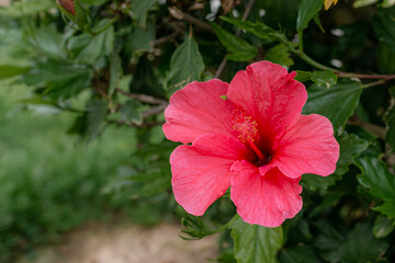 Pink Hibiskus © Geily