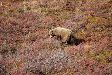 Big brown Bear looking for berries, National Park Denali, Alaska