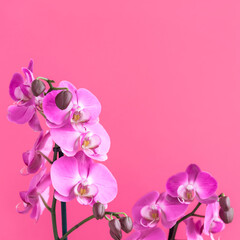 Fototapeta na wymiar Purple orchid flowers on light violet with space for design