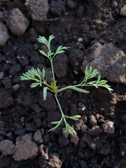 plant in soil