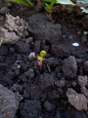 sprout in the ground