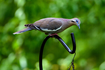 White Winged Dove Nodding Off-0832