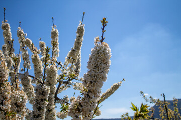 Spring flowers and landscapes in northern Spain
