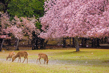 奈良公園　桜吹雪の中の鹿