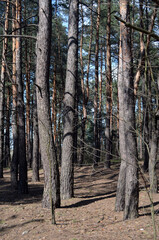 Pine forest in Kiev Region,Ukraine. Nature of Eastern Europe