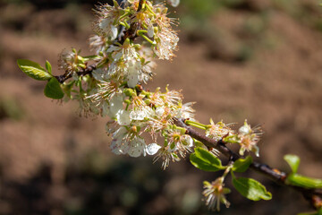 Spring flowers and landscapes in northern Spain