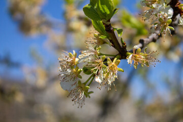 Spring flowers and landscapes in northern Spain