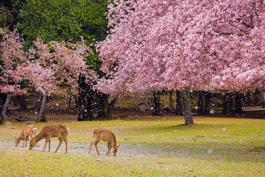 奈良公園　桜吹雪の中の鹿