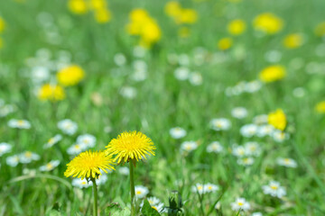 Field of dandelions (Genus Taraxacum) and daisy flowers.