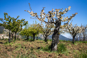 Spring flowers and landscapes in northern Spain