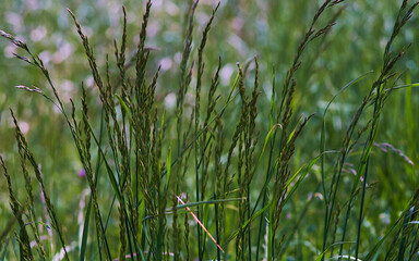grass in the wind