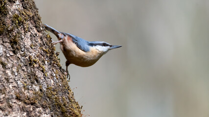 bird, wild lebende tiere, natur, tier, ast, baum, wild, schnabel, kleiber