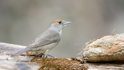 bird, natur, wild lebende tiere, robin, tier, wild, schnabel, 