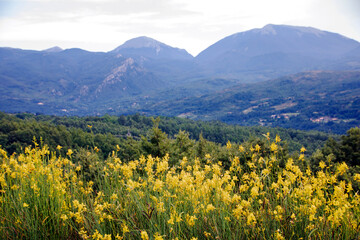 Fototapeta premium Lanscape of Pollino national park in summer, Basilicata region, ITaly 
